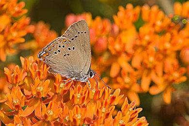 《博德之门3》补丁2号即将到来 提供重大性能改进